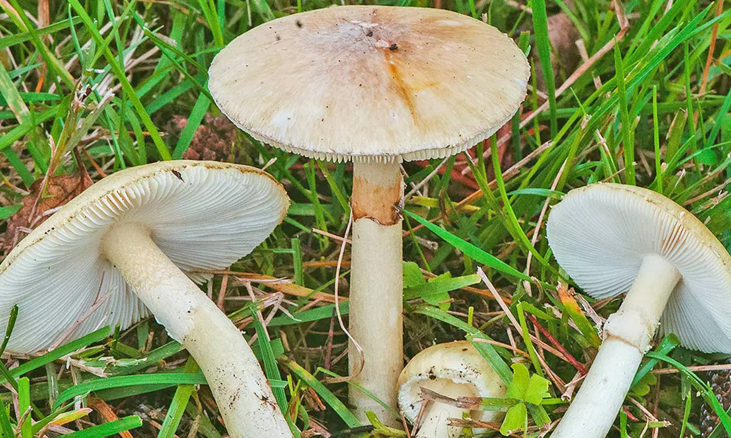 விஷ காளான்களை கண்டறிவது எப்படி?