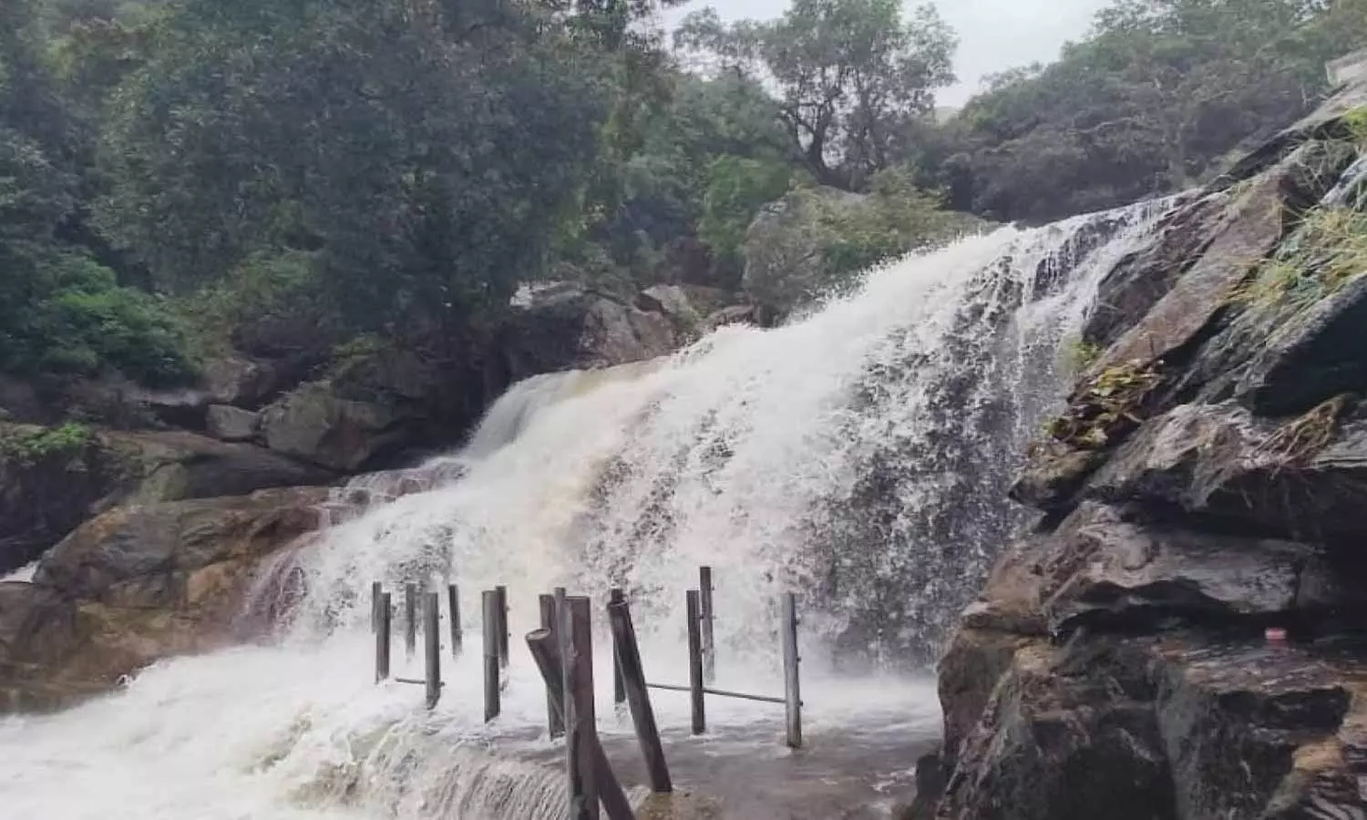 மழையால் நீர்வரத்து அதிகரிப்பு- உடுமலை பஞ்சலிங்க அருவியில் குளிக்க தடை