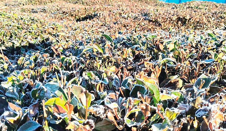 நீல​கிரி மாவட்​டத்​தில் பனிப்​பொழி​வின் தாக்​கம் அதி​கரித்​த​தால் 10 ஆயிரம் ஏக்​கர் தேயிலைச் செடிகள் பாதிப்பு!!